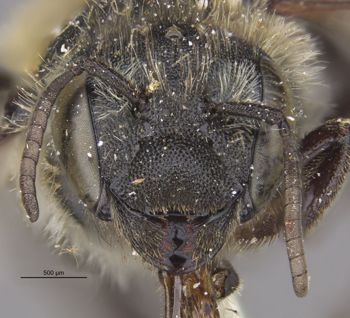 Media type: image;   Entomology 527 Aspect: hefa